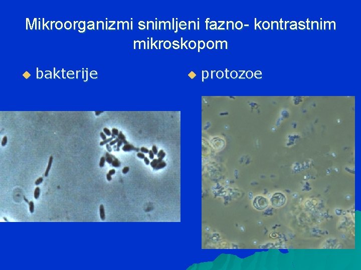Mikroorganizmi snimljeni fazno- kontrastnim mikroskopom u bakterije u protozoe 