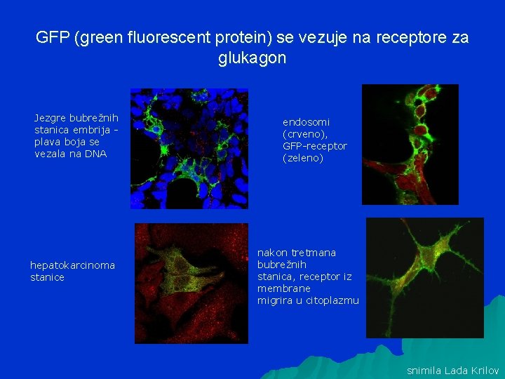 GFP (green fluorescent protein) se vezuje na receptore za glukagon Jezgre bubrežnih stanica embrija