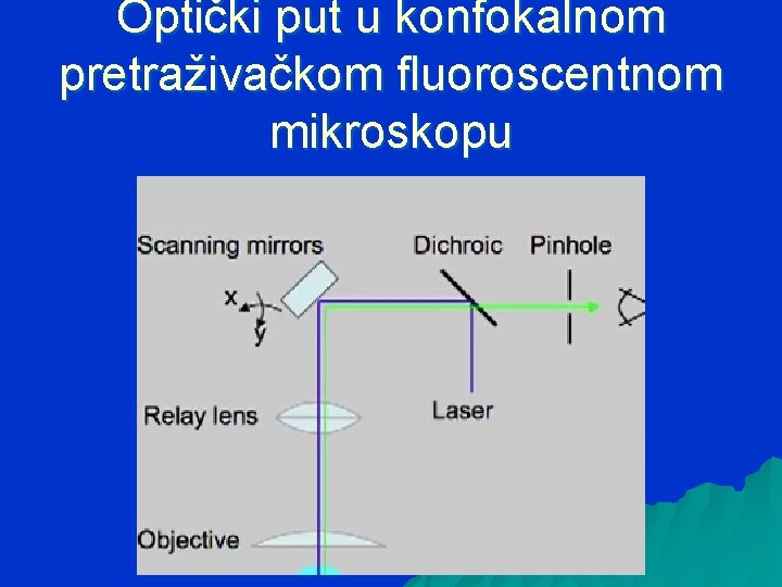 Optički put u konfokalnom pretraživačkom fluoroscentnom mikroskopu 