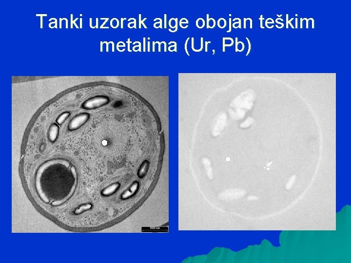 Tanki uzorak alge obojan teškim metalima (Ur, Pb) 