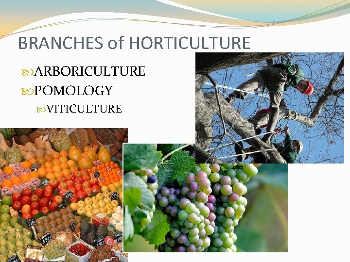 BRANCHES of HORTICULTURE ARBORICULTURE POMOLOGY VITICULTURE 