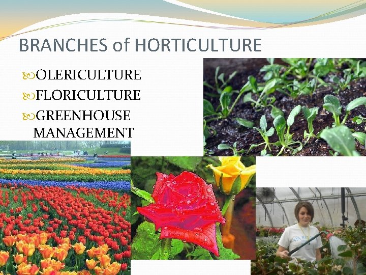 BRANCHES of HORTICULTURE OLERICULTURE FLORICULTURE GREENHOUSE MANAGEMENT 
