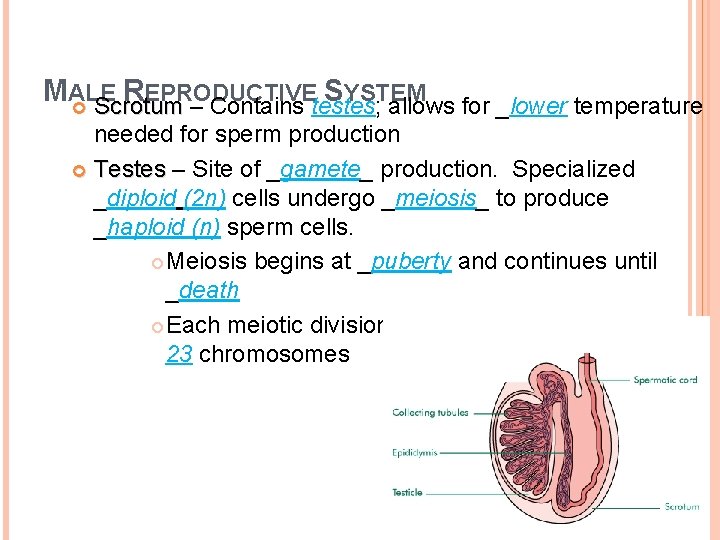 MALE REPRODUCTIVE SYSTEM Scrotum – Contains testes; allows for _lower temperature Scrotum needed for