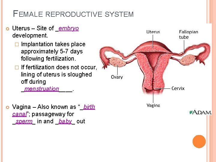 FEMALE REPRODUCTIVE SYSTEM Uterus – Site of _embryo Uterus development. � Implantation takes place