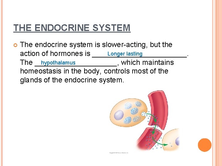 THE ENDOCRINE SYSTEM The endocrine system is slower-acting, but the Longer lasting action of