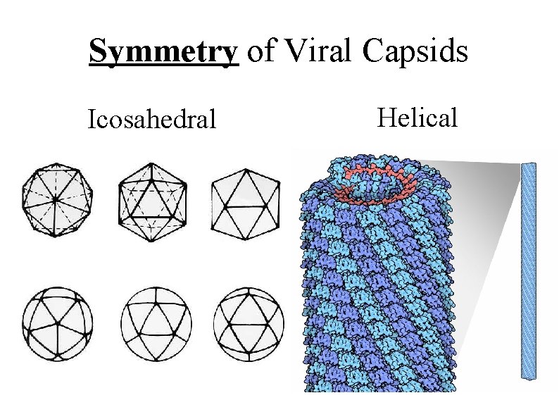 Symmetry of Viral Capsids Icosahedral Helical 