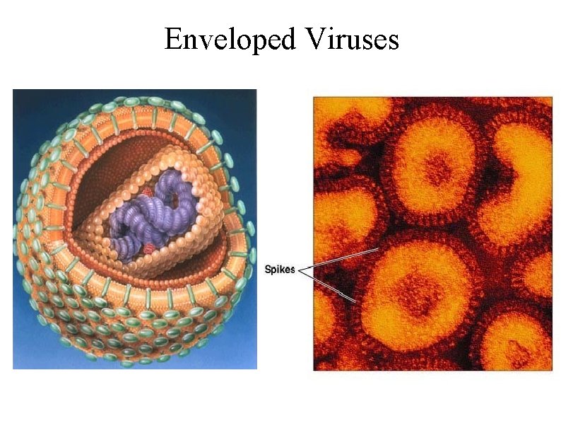 Enveloped Viruses 