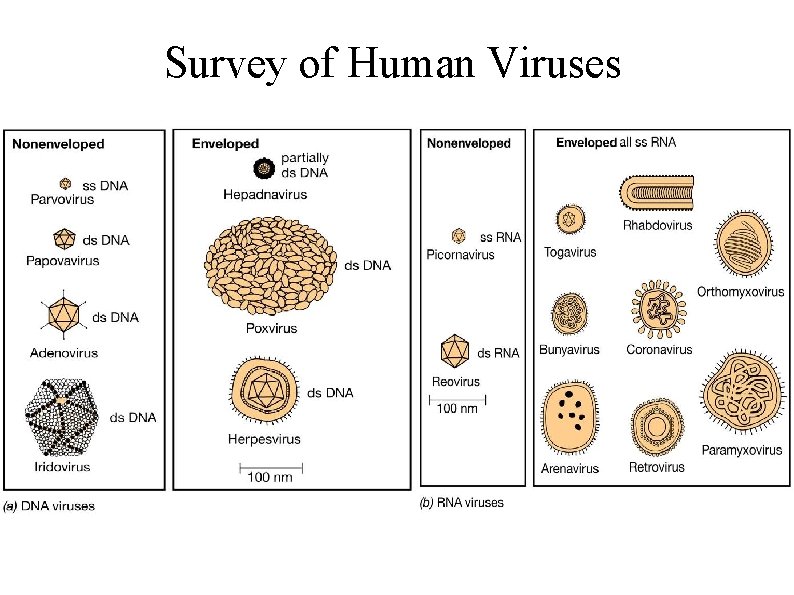 Survey of Human Viruses 