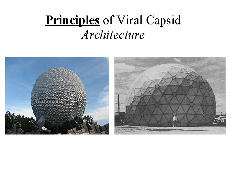 Principles of Viral Capsid Architecture 