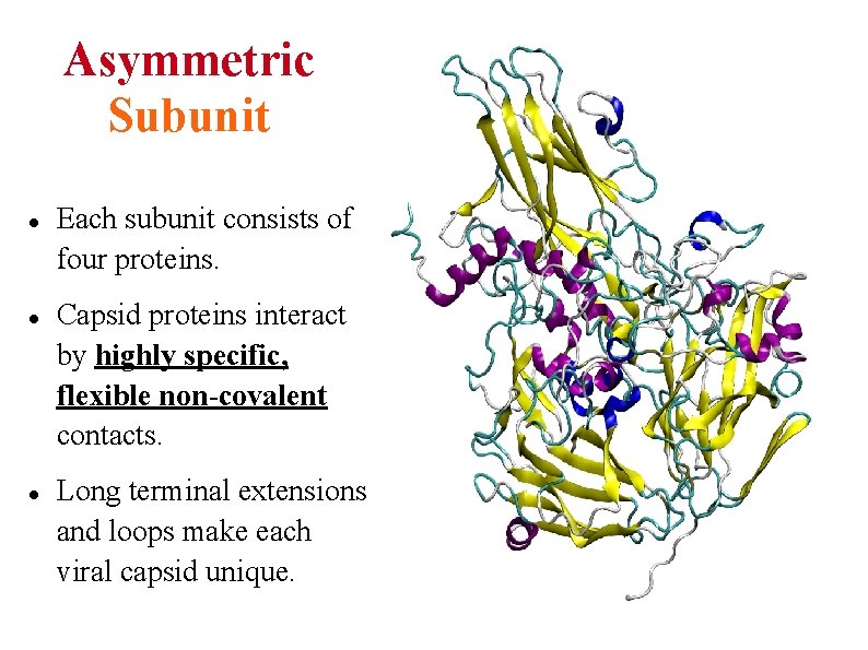 Asymmetric Subunit Each subunit consists of four proteins. Capsid proteins interact by highly specific,