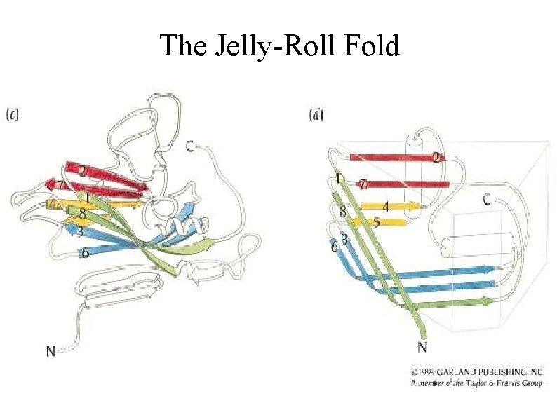 The Jelly-Roll Fold 