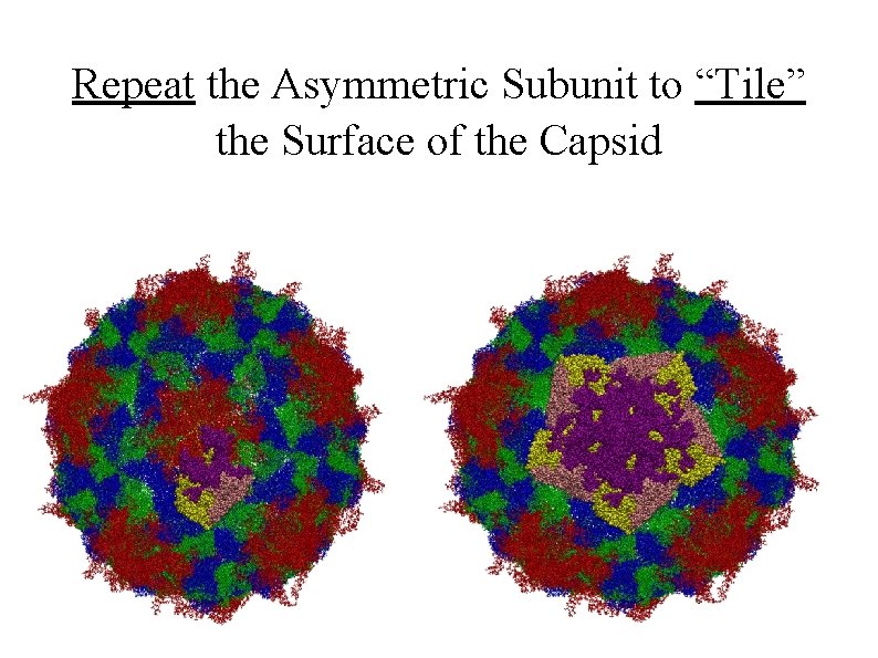 Repeat the Asymmetric Subunit to “Tile” the Surface of the Capsid 