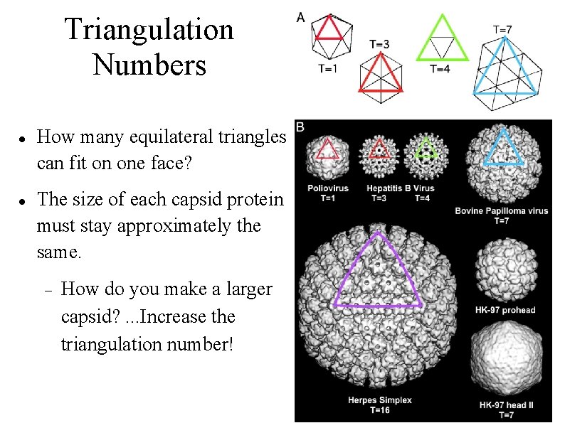 Triangulation Numbers How many equilateral triangles can fit on one face? The size of