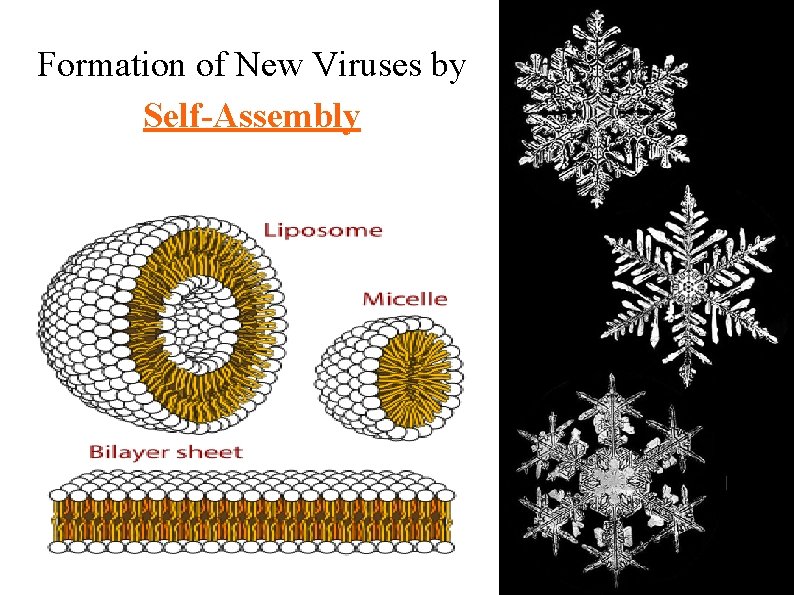 Formation of New Viruses by Self-Assembly 