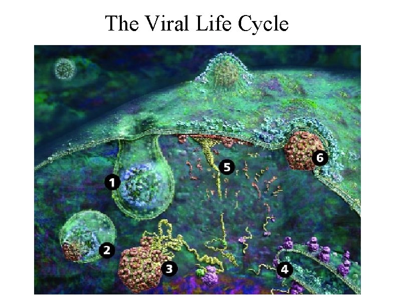 The Viral Life Cycle 