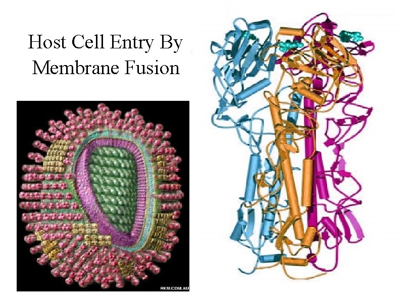 Host Cell Entry By Membrane Fusion 