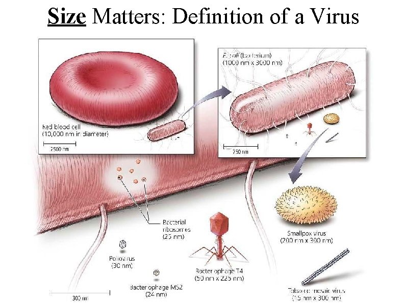 Size Matters: Definition of a Virus 