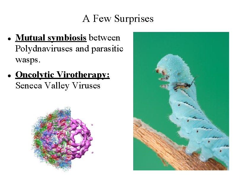 A Few Surprises Mutual symbiosis between Polydnaviruses and parasitic wasps. Oncolytic Virotherapy: Seneca Valley