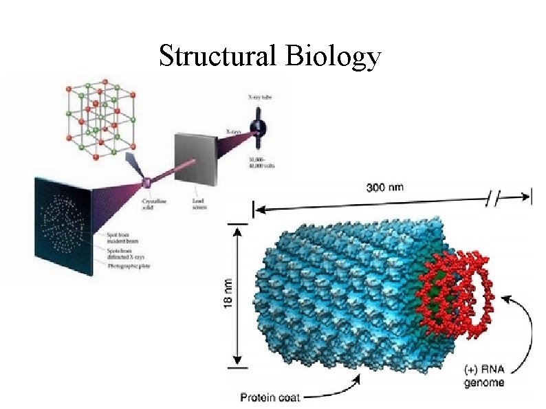 Structural Biology 