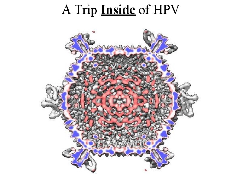 A Trip Inside of HPV 