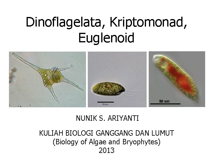 Dinoflagelata, Kriptomonad, Euglenoid NUNIK S. ARIYANTI KULIAH BIOLOGI GANG DAN LUMUT (Biology of Algae