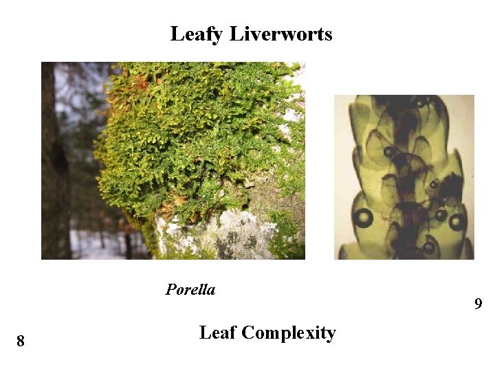 Leafy Liverworts Porella 8 Leaf Complexity 9 
