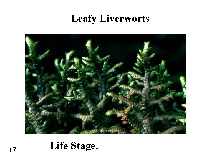 Leafy Liverworts 17 Life Stage: 