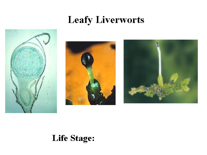 Leafy Liverworts Life Stage: 