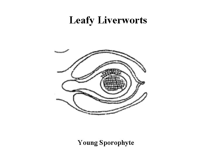 Leafy Liverworts Young Sporophyte 