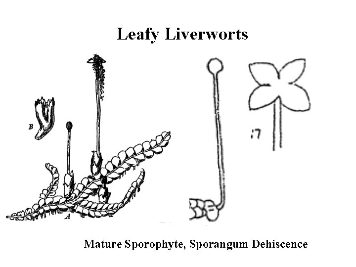 Leafy Liverworts Mature Sporophyte, Sporangum Dehiscence 