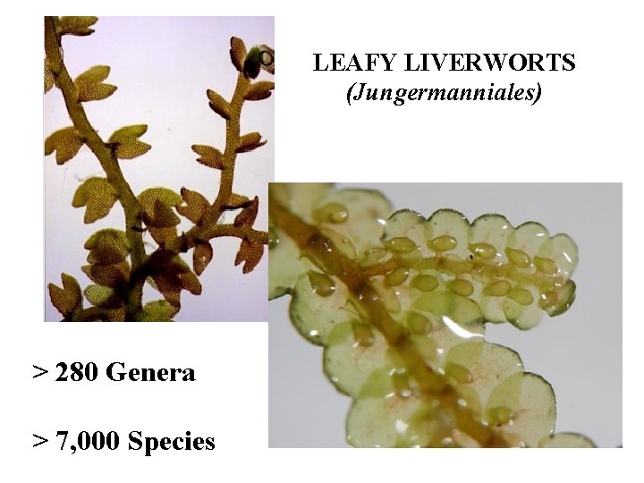 LEAFY LIVERWORTS (Jungermanniales) > 280 Genera > 7, 000 Species 
