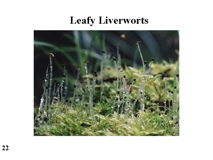 Leafy Liverworts 22 