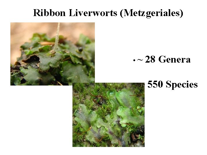 Ribbon Liverworts (Metzgeriales) • ~ 28 Genera • ~ 550 Species 