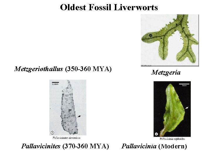 Oldest Fossil Liverworts Metzgeriothallus (350 -360 MYA) Pallavicinites (370 -360 MYA) Metzgeria Pallavicinia (Modern)