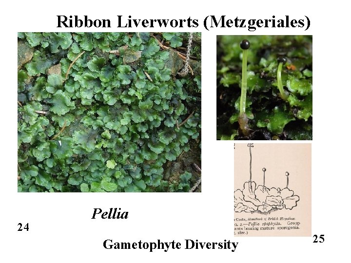 Ribbon Liverworts (Metzgeriales) 24 Pellia Gametophyte Diversity 25 