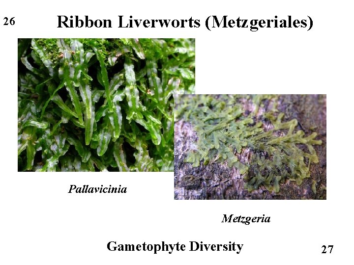 26 Ribbon Liverworts (Metzgeriales) Pallavicinia Metzgeria Gametophyte Diversity 27 