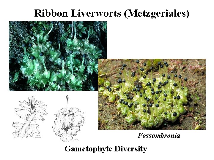 Ribbon Liverworts (Metzgeriales) Fossombronia Gametophyte Diversity 