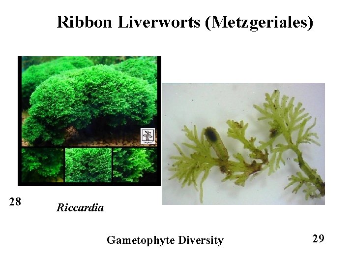 Ribbon Liverworts (Metzgeriales) 28 Riccardia Gametophyte Diversity 29 