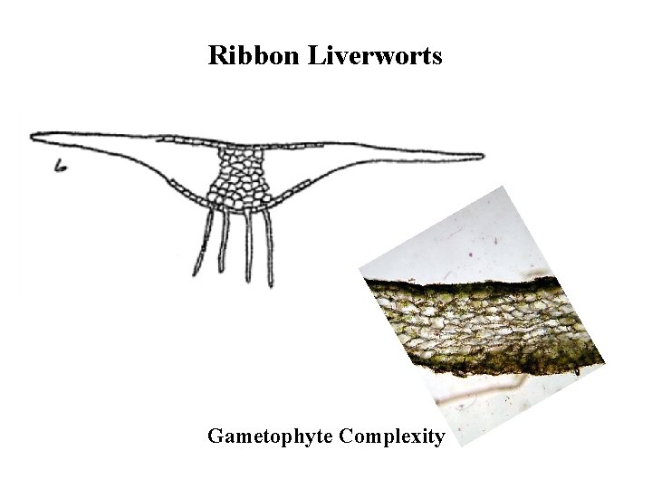 Ribbon Liverworts Gametophyte Complexity 