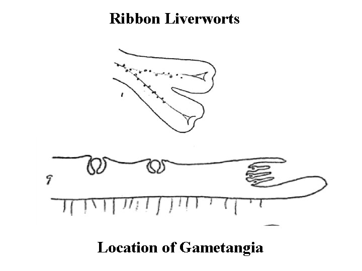 Ribbon Liverworts Location of Gametangia 