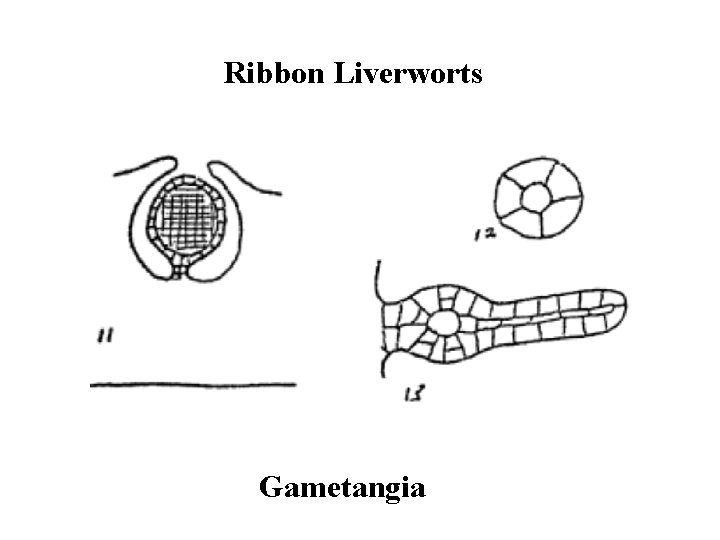 Ribbon Liverworts Gametangia 