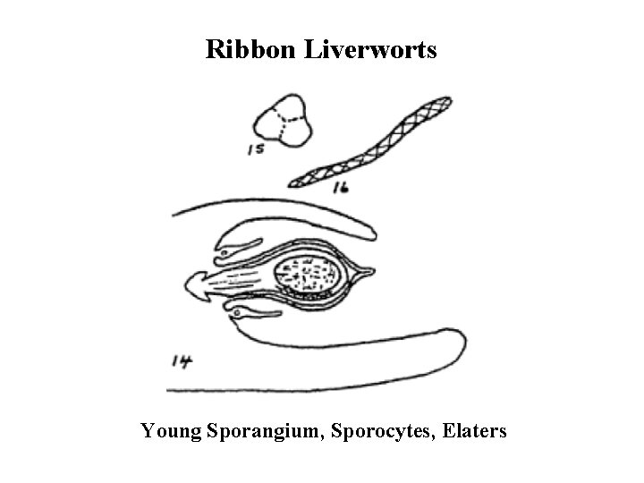 Ribbon Liverworts Young Sporangium, Sporocytes, Elaters 
