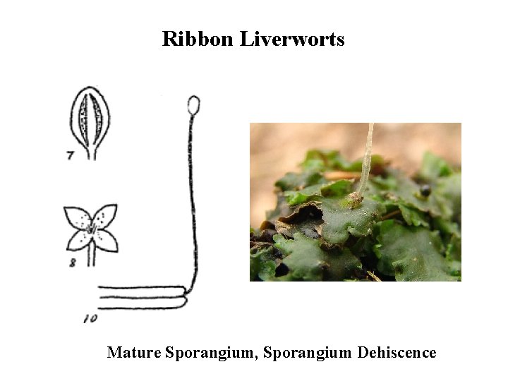 Ribbon Liverworts Mature Sporangium, Sporangium Dehiscence 