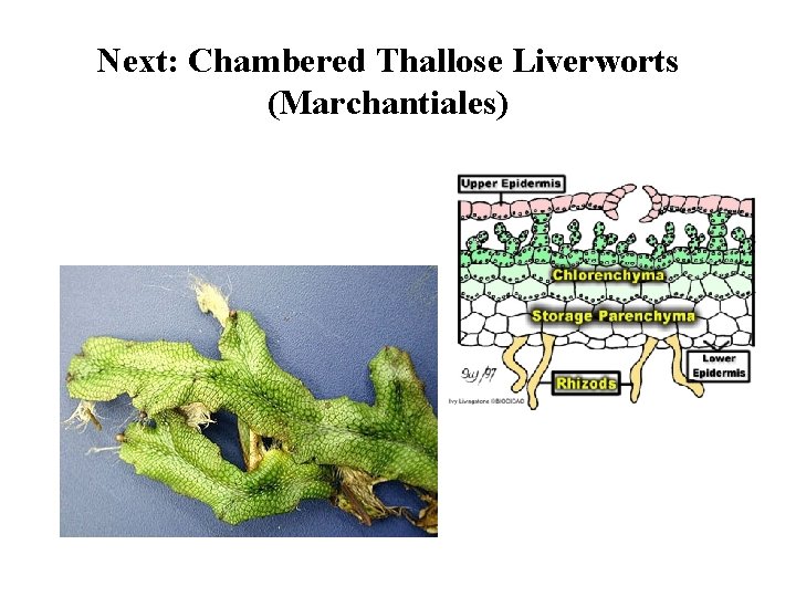 Next: Chambered Thallose Liverworts (Marchantiales) 