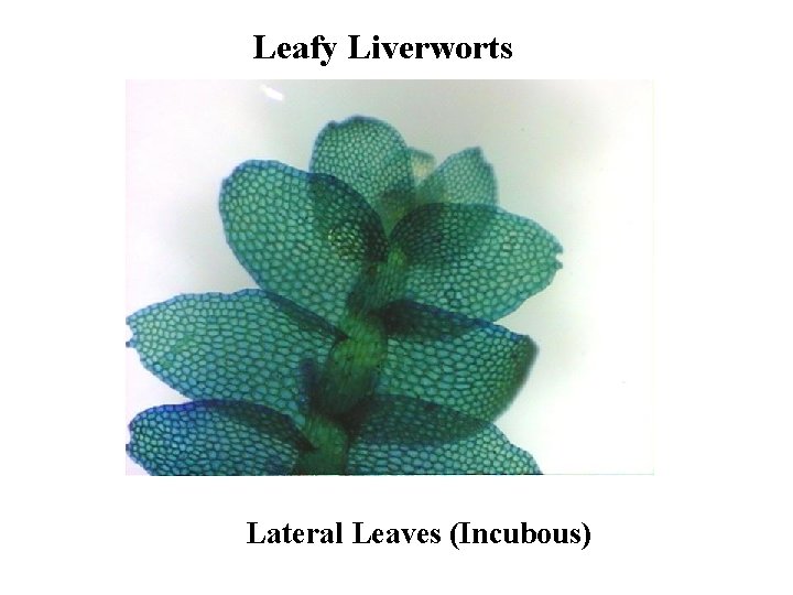 Leafy Liverworts Lateral Leaves (Incubous) 