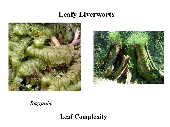 Leafy Liverworts Bazzania Leaf Complexity 