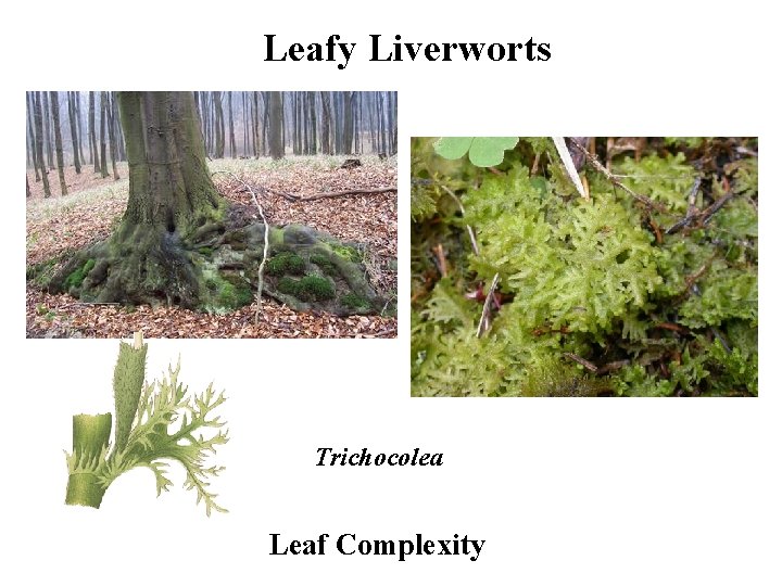 Leafy Liverworts Trichocolea Leaf Complexity 