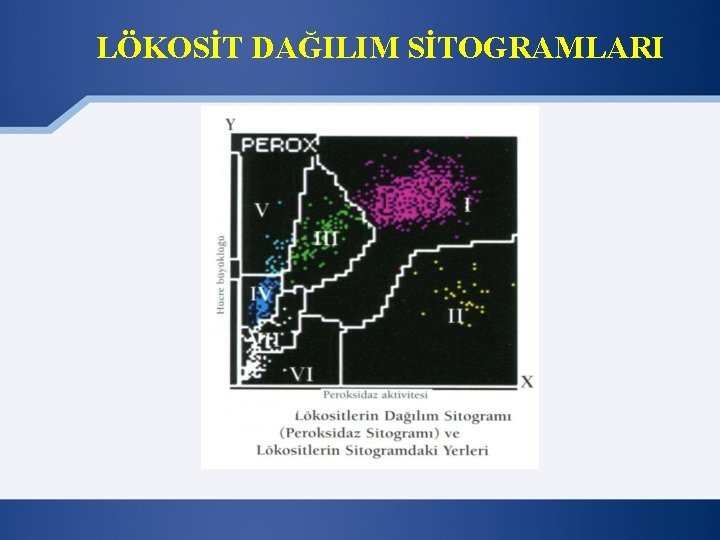 LÖKOSİT DAĞILIM SİTOGRAMLARI 