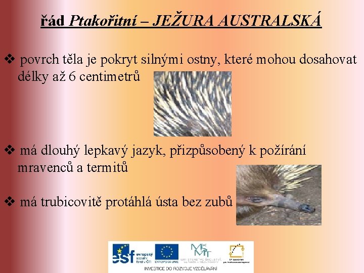 řád Ptakořitní – JEŽURA AUSTRALSKÁ v povrch těla je pokryt silnými ostny, které mohou