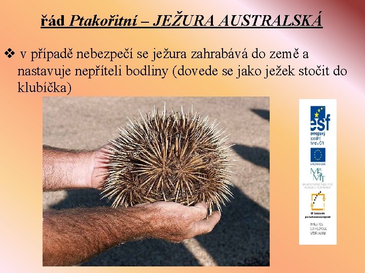 řád Ptakořitní – JEŽURA AUSTRALSKÁ v v případě nebezpečí se ježura zahrabává do země